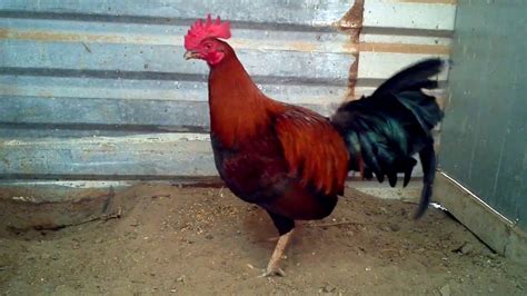 black jap gamefowl|Pure Jim Clem Black Jap 2021! .